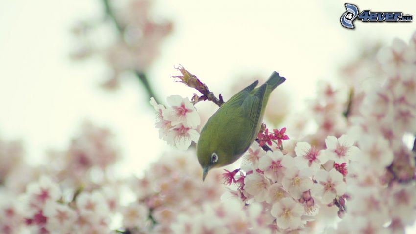 fågel, blommande kvist