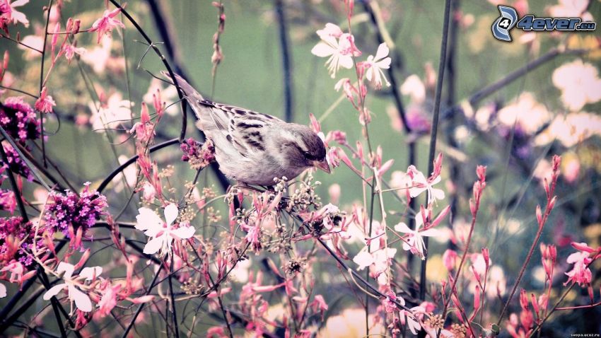 fågel, blommor