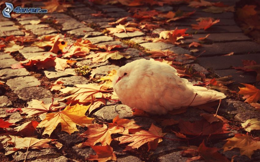 fågel, nedfallna löv
