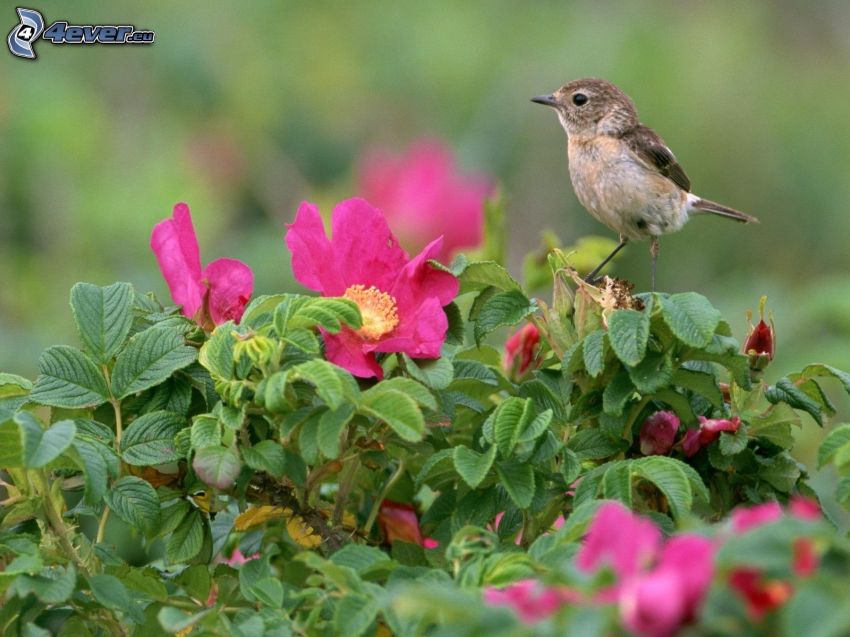 fågel, rosa blommor