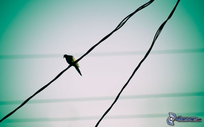 fågel, ståltrådar