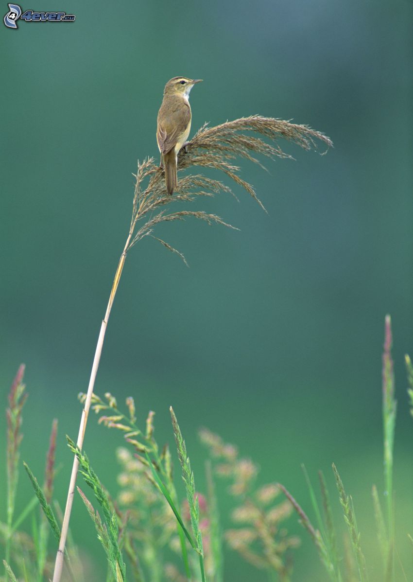 fågel, torrt gräs