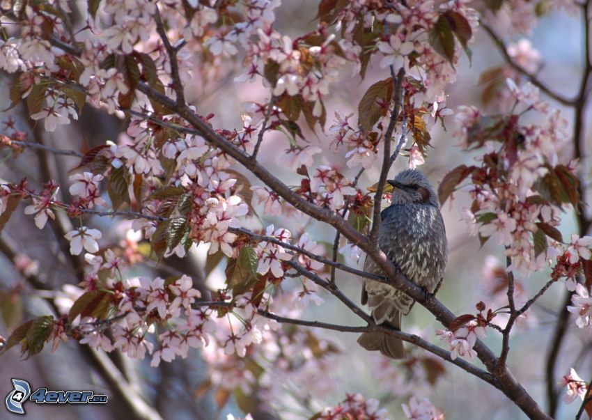fågel på gren, blommande träd