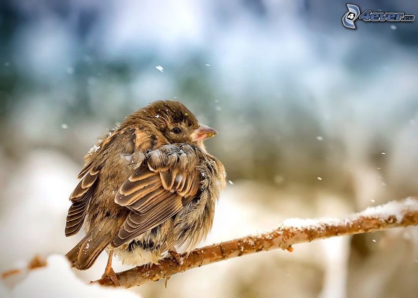 fågel på gren, snö