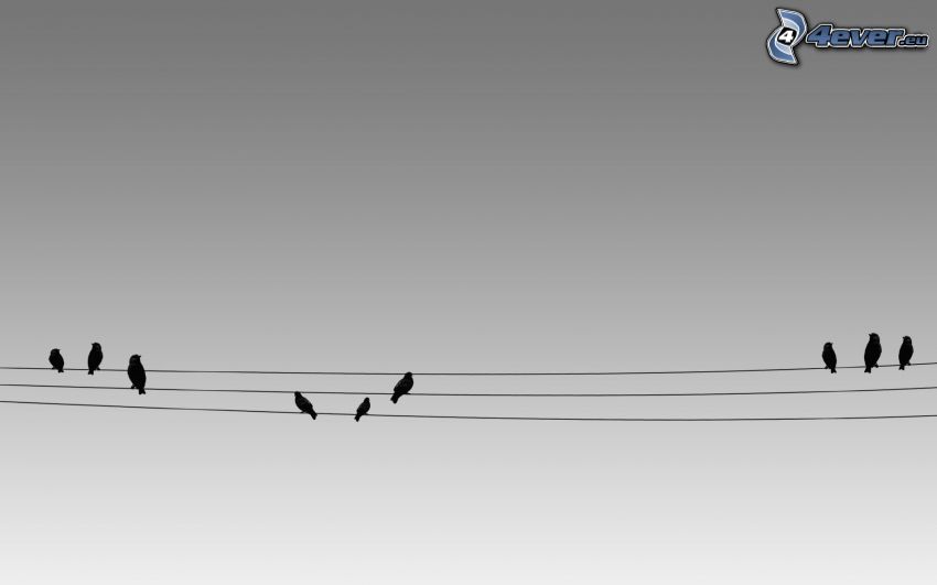 fåglar, ståltrådar