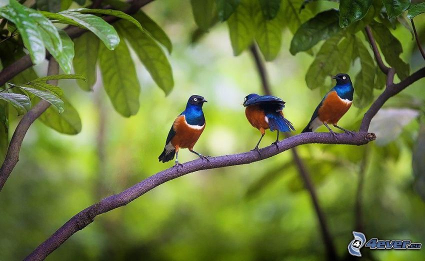 fåglar på gren