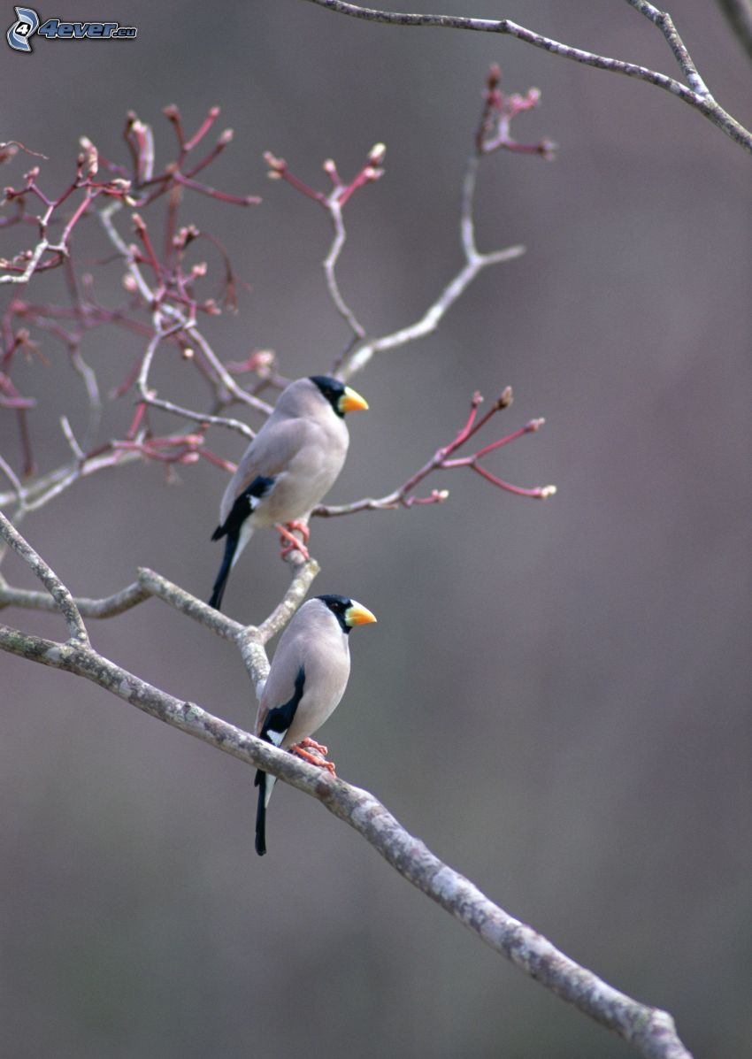 fåglar på gren
