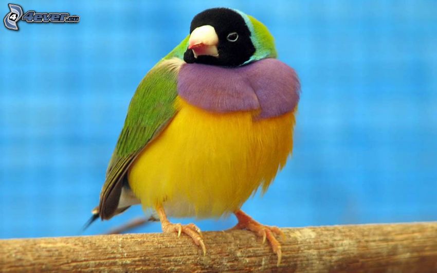 färggrann fågel