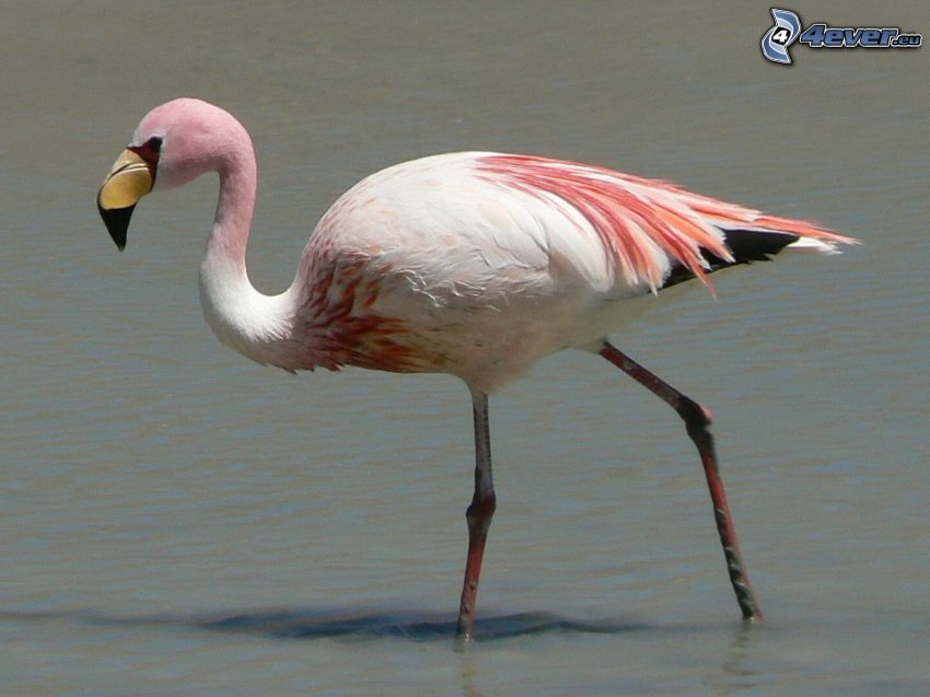 flamingo, vatten