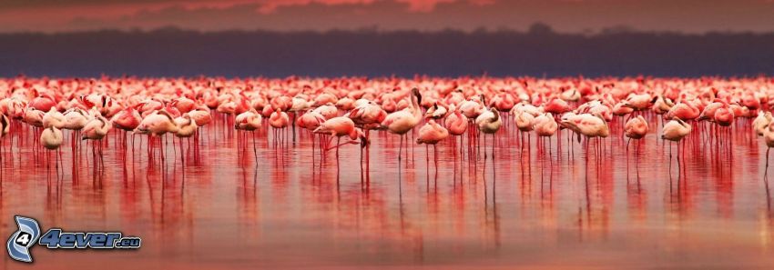 flamingos, Nakuru, sjö
