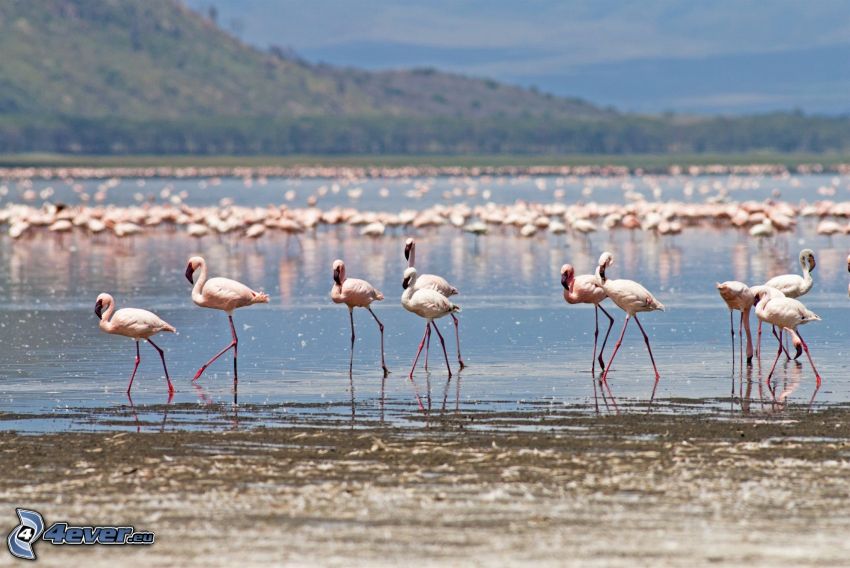 flamingos, Nakuru, sjö