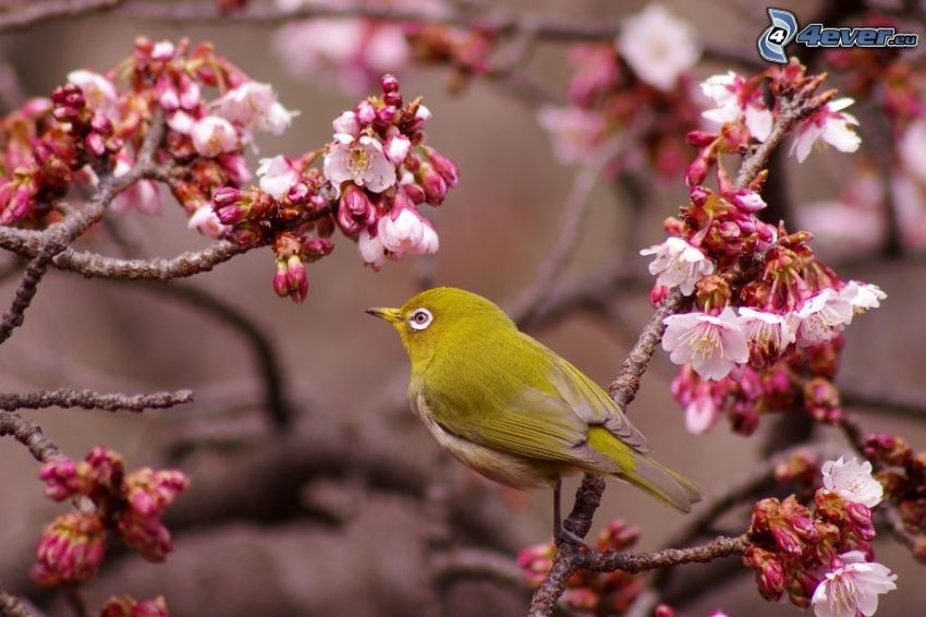 gul fågel, blommande körsbärsträd