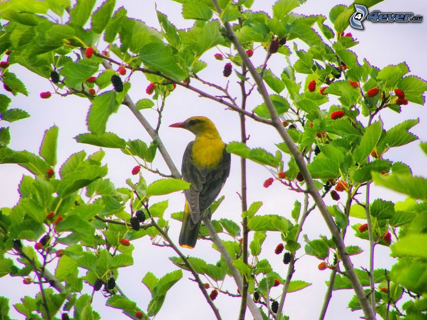 gul fågel, fågel på gren
