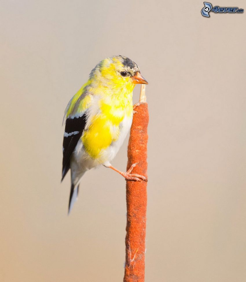 gul fågel