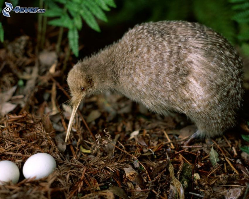 kiwifågel, ägg