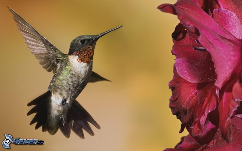 kolibri, blomma