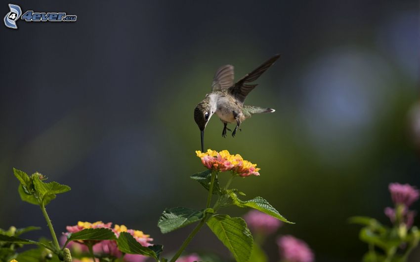 kolibri, fågel, blommor