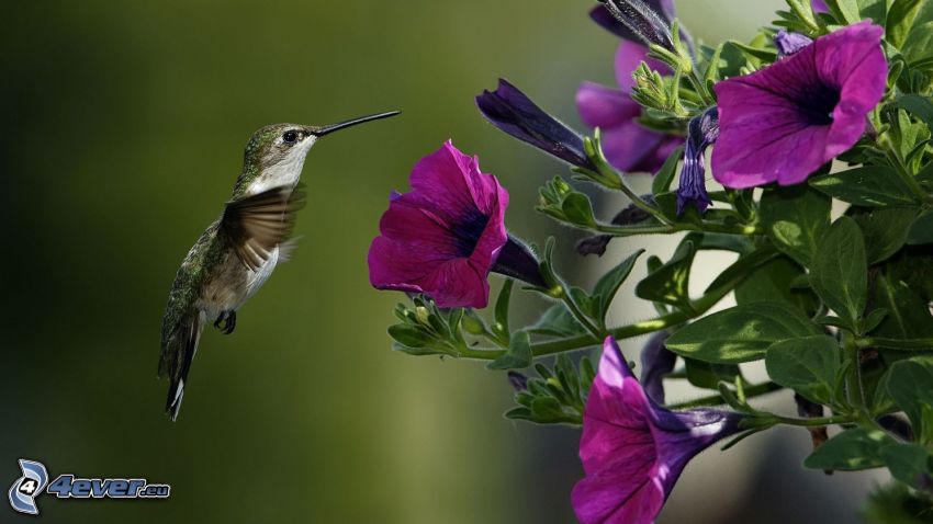 kolibri, lila blommor