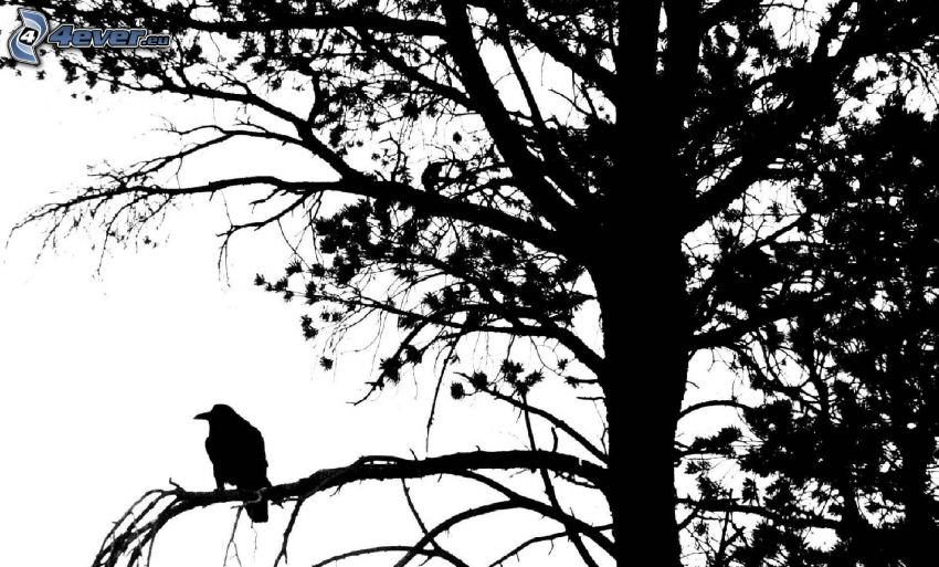 kråka, siluett av fågel, siluett av ett träd