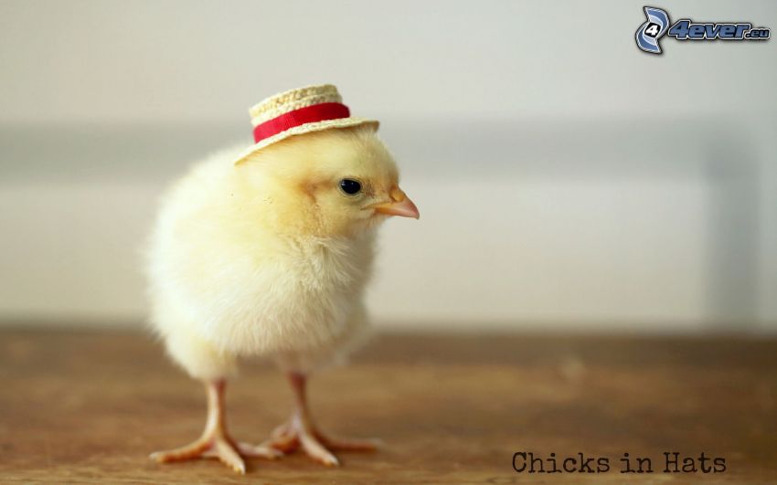 kyckling, hatt