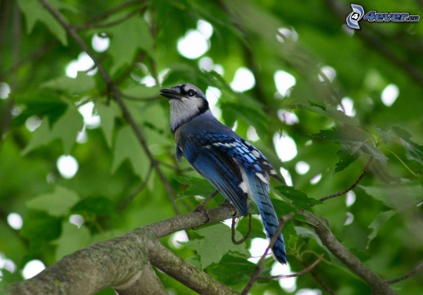 nötskrika, blå fågel, träd