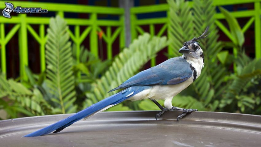 nötskrika, blå fågel