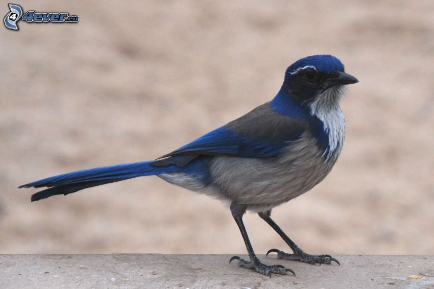 nötskrika, blå fågel