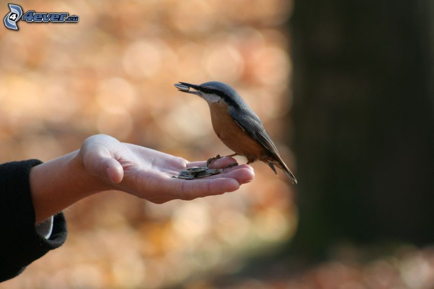 nötväcka, hand, frön