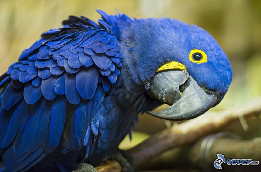 papegoja, blå fågel