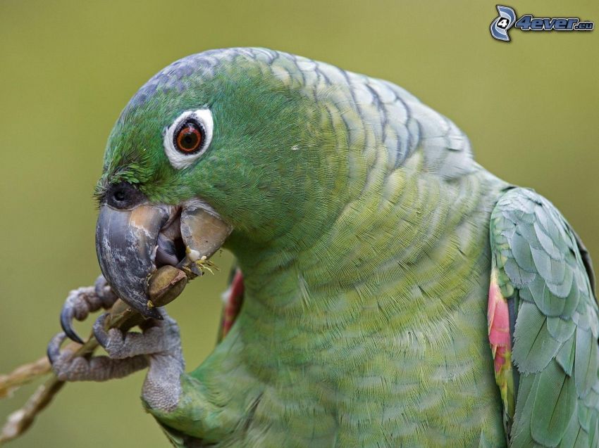 papegoja, föda