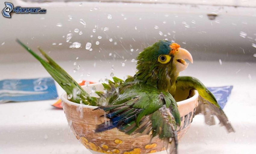 papegoja, skål, vatten