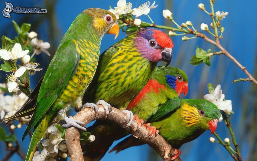 papegojor, utblommad kvist