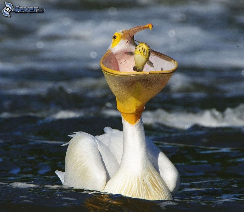pelikan, fisk, näbb, vatten
