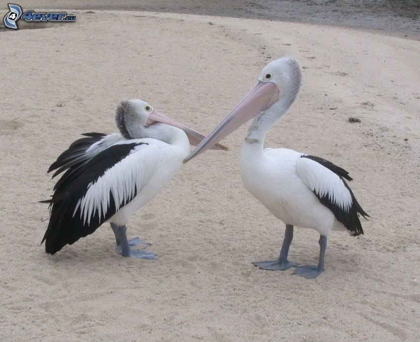 pelikaner, sandstrand