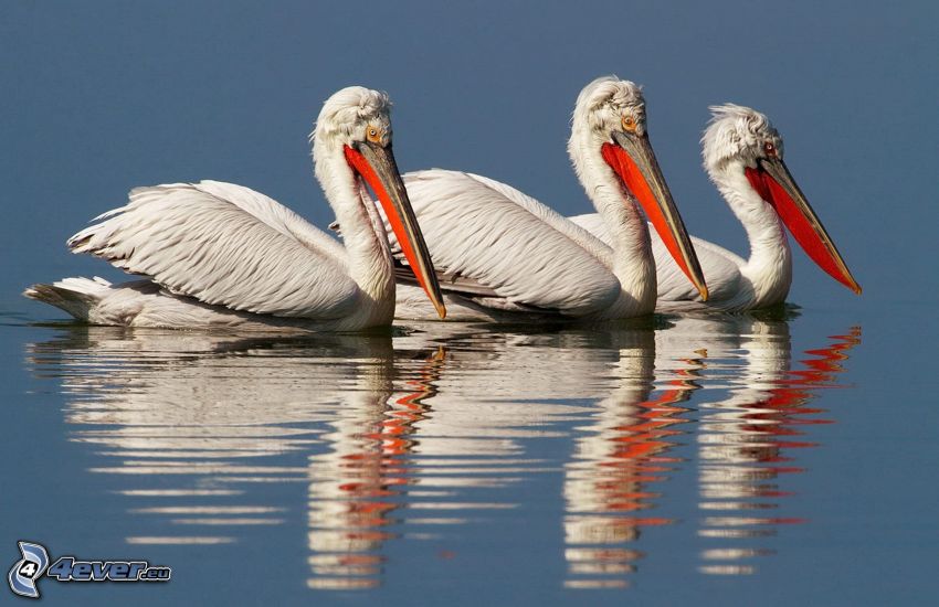 pelikaner, vatten