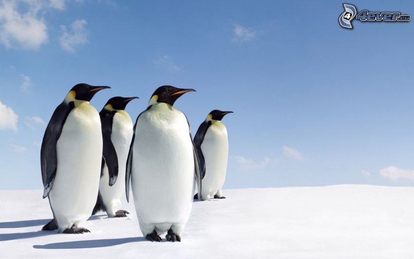 pingviner, snö
