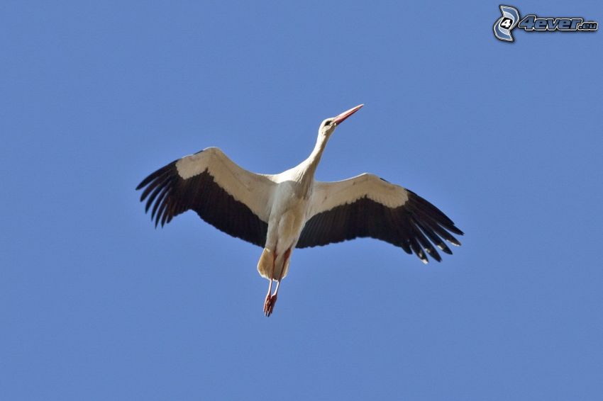 stork, flyg