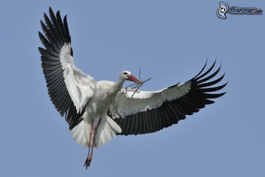 stork, vingar