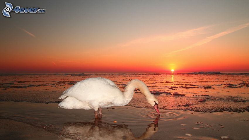 svan, orange solnedgång, sjö