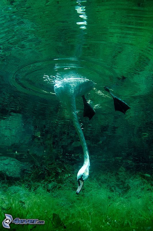 svan, simmande under vatten, alger