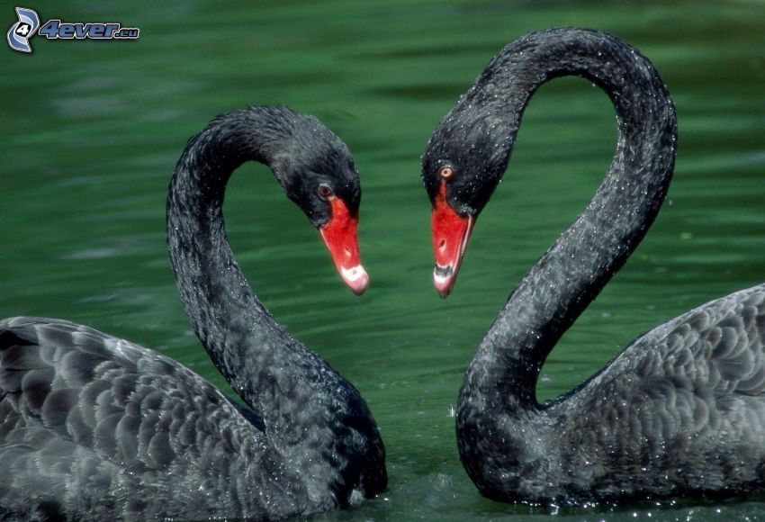 svanar, svart svan, kärlek