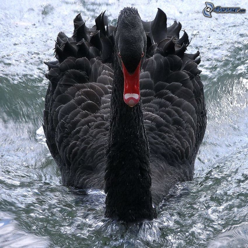 svart svan, vatten