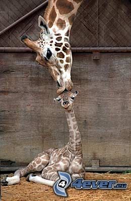 girafffamilj, giraffunge, kyss