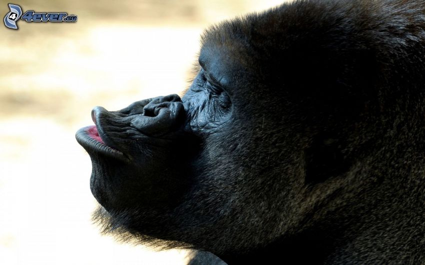 gorilla, huvud, kyss