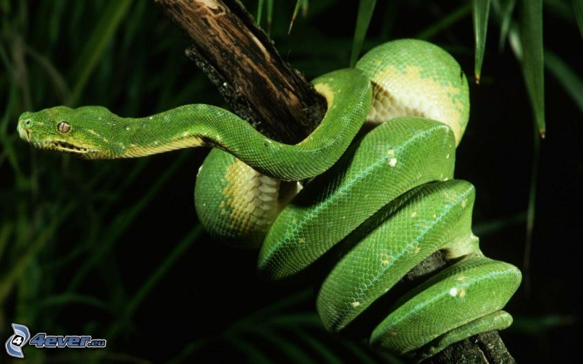 grön orm, orm på träd