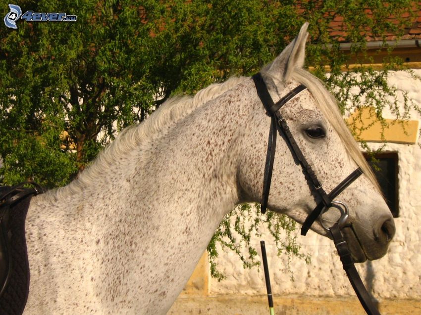 Arabisk fullblodshäst, häst