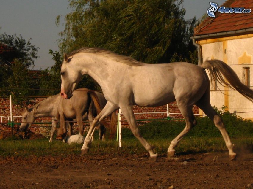 Arabisk fullblodshäst, häst
