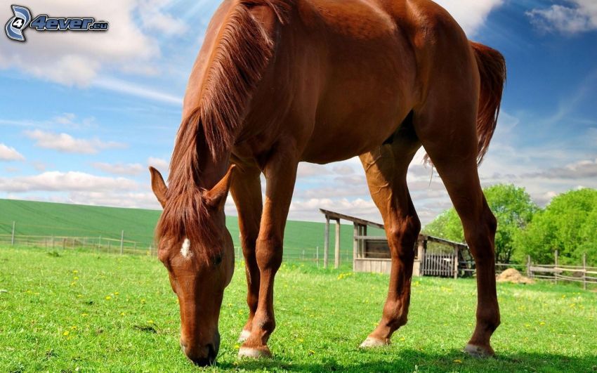 brun häst, ranch, gräs