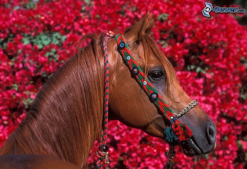 brun häst, rosa blommor