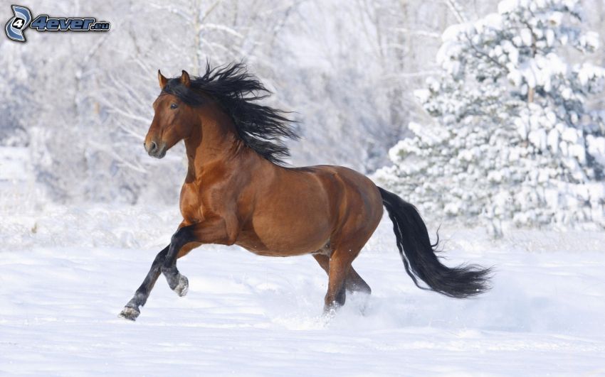 brun häst, snö